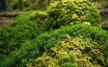 苔の恵みトップ
